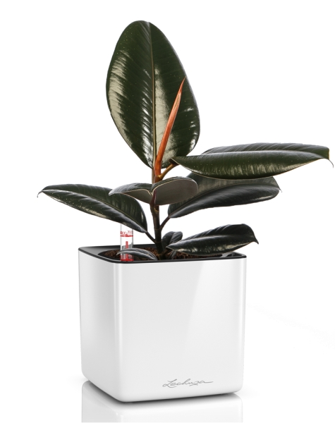 Фикус Эластика в CUBE GLOSSY 14