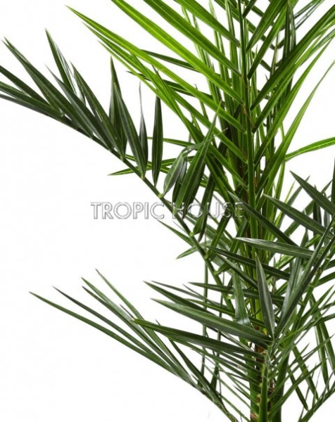 Финик Канарский 21/90 см