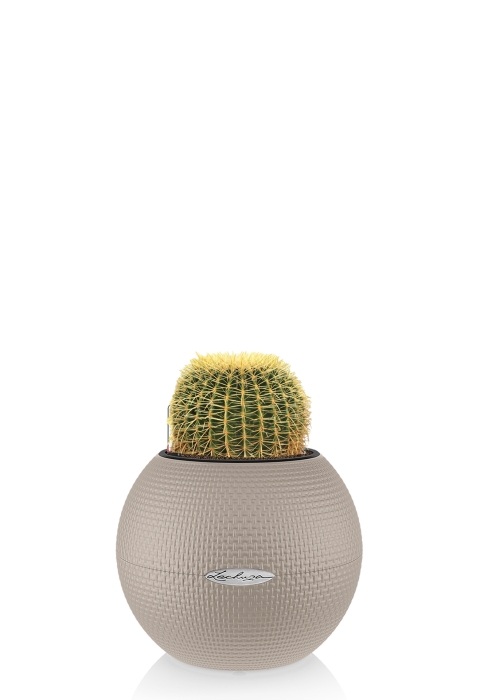 Эхинокактус Грузони 7/8 см в PURO 20