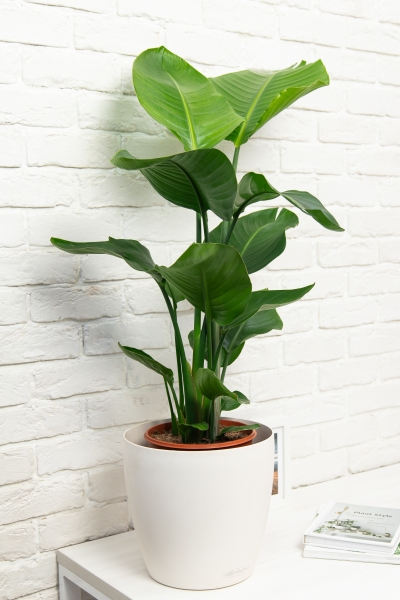 Стрелиция Николай 21/100 в CLASSICO COLOR 28