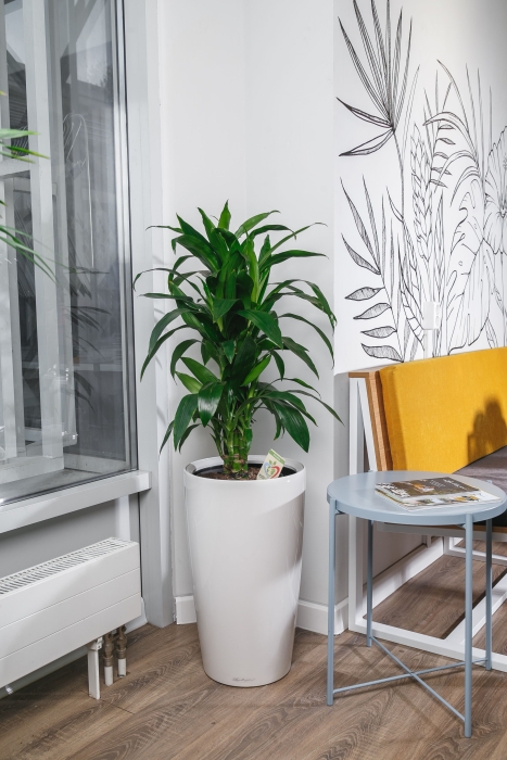 Драцена Джанет Крейг в RONDO 32