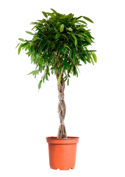 Фикус Амстел Кинг переплетенный 30/140 см