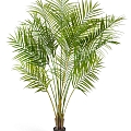 Пальмы