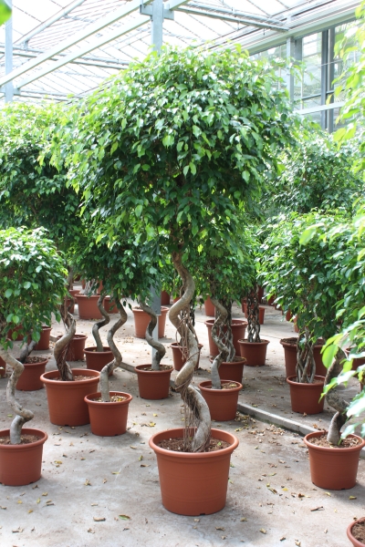 Фикус Экзотика спираль 55/280 см Фикус Экзотика спираль 55/280 см