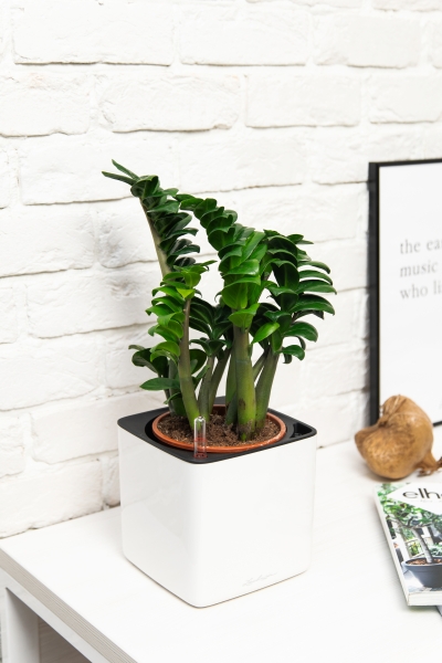 Замиокулькас Зензи 14/50 см в CUBE Glossy 16