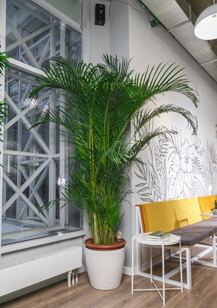 Хризалидокарпус Арека 40/220 см Хризалидокарпус Арека 40/220 см