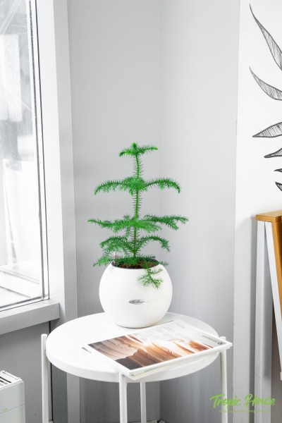 Араукария в PURO 20