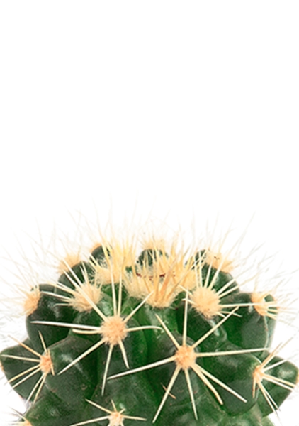 Эхинокактус Грузони 9/15 см