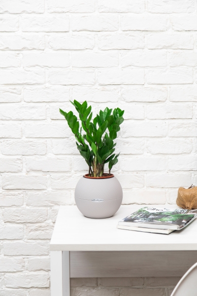 Замиокулькас 12/45 см