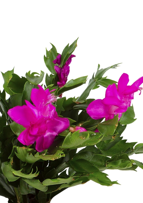 Шлюмбергера Декабрист в CUBE COLOR 14