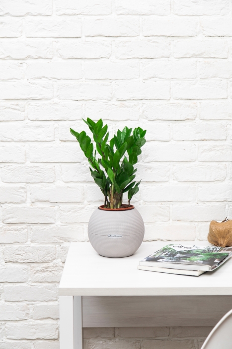 Замиокулькас 12/45 см