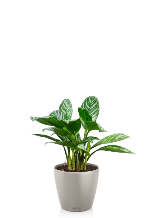 Аглаонема Страйп в CLASSICO 21, песочно-коричневый