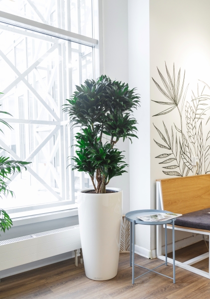 Драцена Компакта бранч 31/130 см