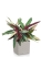Строманта 15/50 см в CUBE COLOR 16