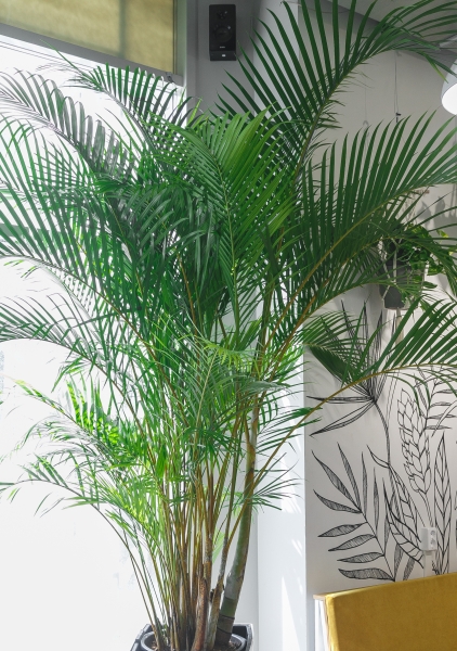 Хризалидокарпус Арека 45/250 см