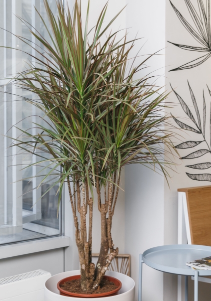 Драцена Маргината бранч 32/150  см