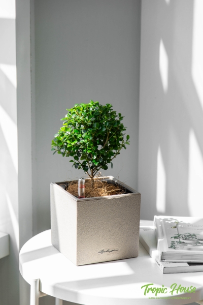 Мирсина в CANTO Stone 14 Мирсина в CANTO Stone 14