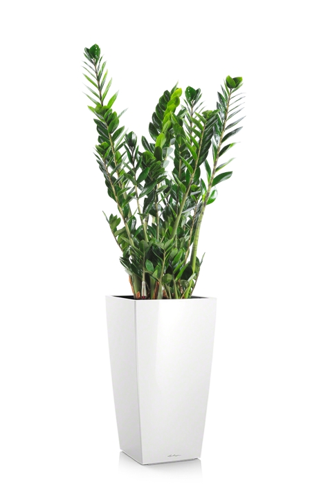 Замиокулькас 21/90 в CUBICO 30, белый блестящий