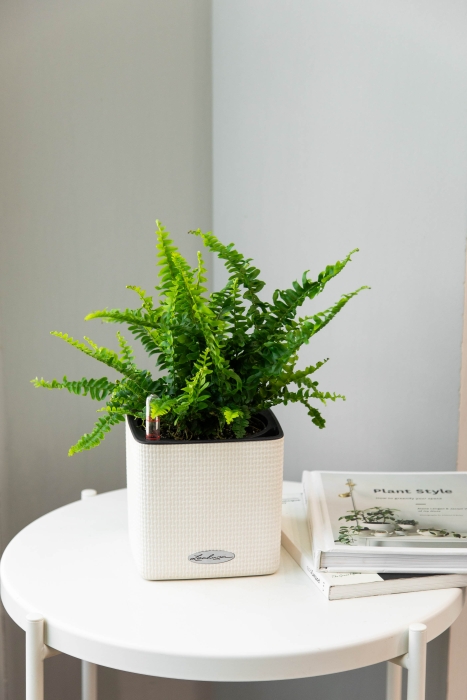 Нефролепис в CUBE COLOR 14