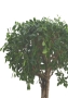 Фикус Нитида переплетенный 42/200 см в CUBICO 50