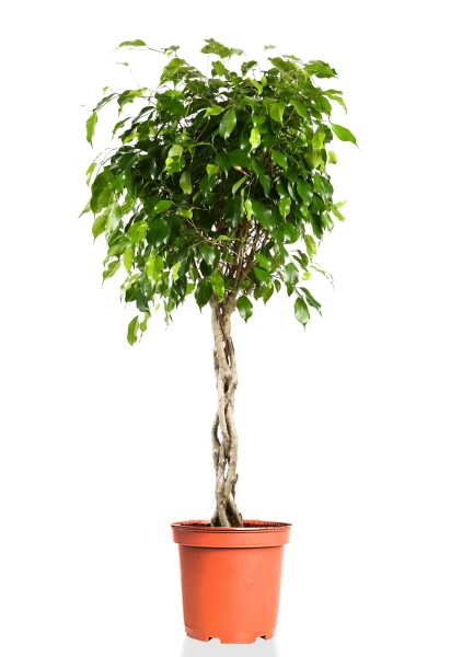 Фикус Экзотика переплетенный 27/140 см