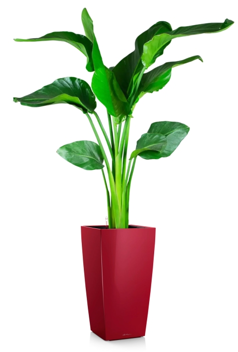 Стрелиция Николай 21/100 в CUBICO 30, ярко-красный блестящий