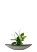 Спатифиллум 12/35 см в TREEZ Effectory, Ваза-Лодка, Маленькая