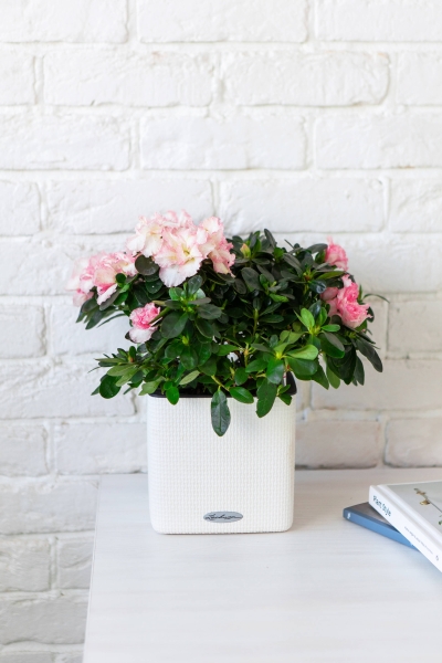 Азалия Фландрес розовая 14/30 см в CUBE GLOSSY 16 Азалия Фландрес розовая 14/30 см в CUBE GLOSSY 16