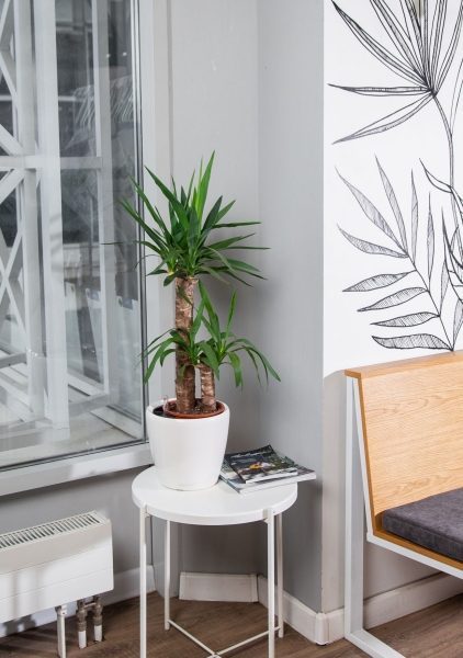 Юкка 2 ствола 17/80 см