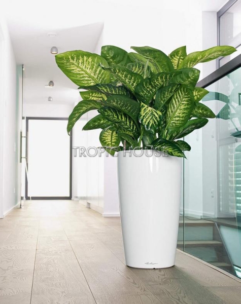 Кашпо LECHUZA RONDO 40х75 см