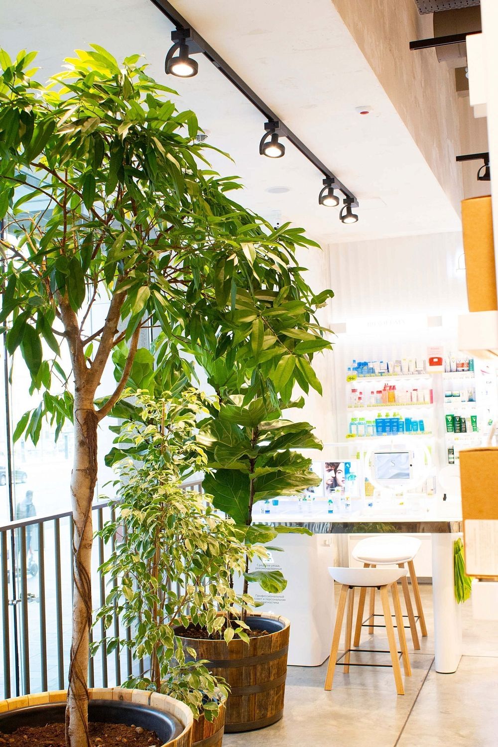 Золотое Яблоко