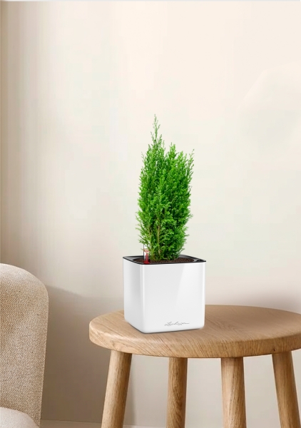 Кипарисовик микс 9 см в CUBE GLOSSY 14