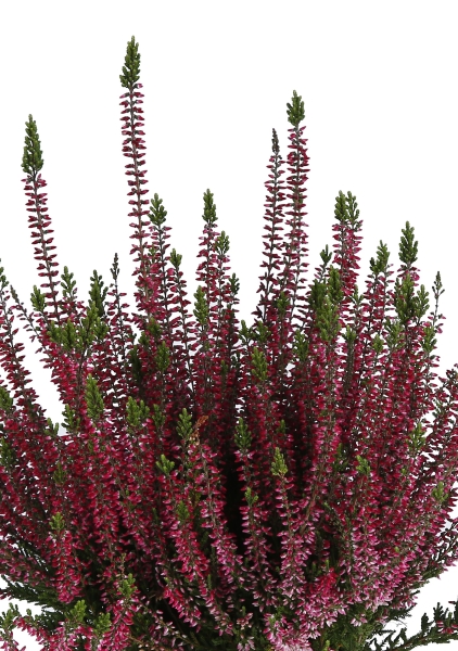 Вереск (Эрика) бордовый в CANTO Stone 14