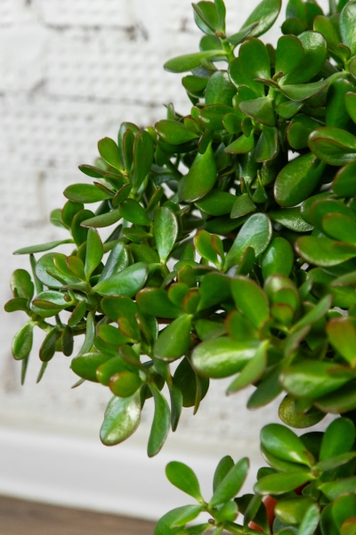 Крассула Овата 44/70 см