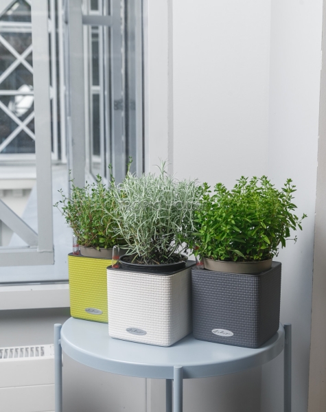 Набор "Пряные травы" в CUBE 14