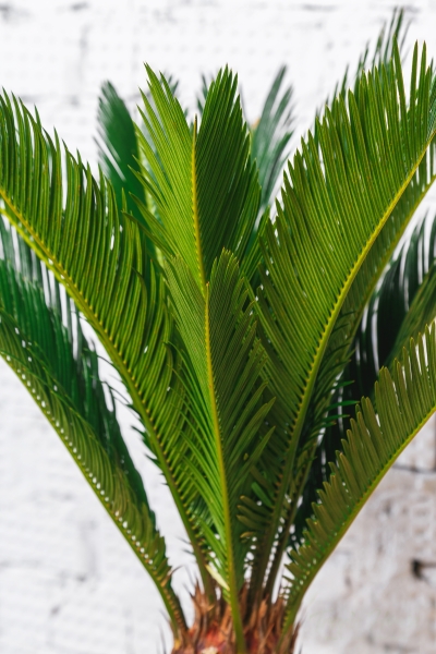 Цикас Революта 14/60 см