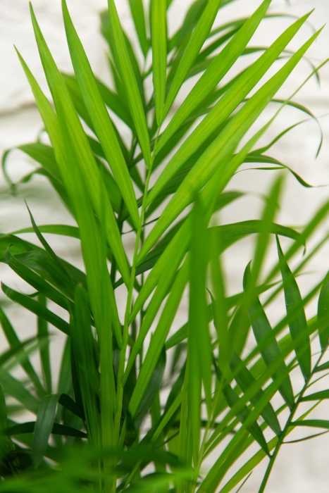 Хамедорея Элеганс 12/45 в PURO 20