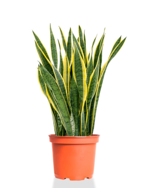 Сансевиерия Лауренти 19/70 см Сансевиерия Лауренти 19/70 см