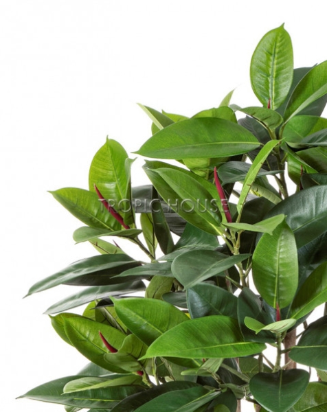 Фикус Эластика куст зелёный большой