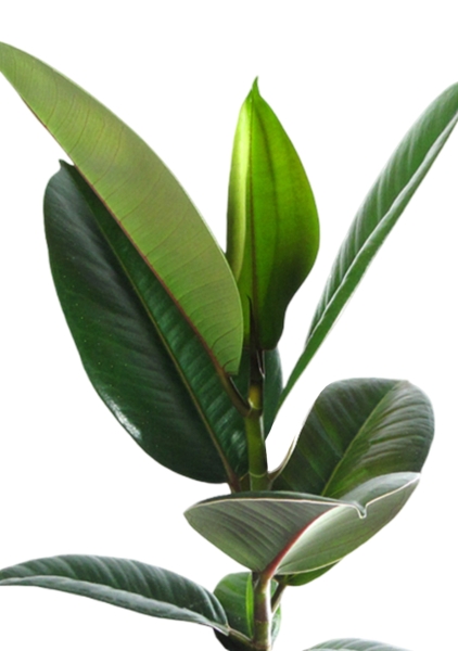 Фикус Эластика Робуста 12/40 см в CUBE GLOSSY KISS 14 Фикус Эластика Робуста 12/40 см в CUBE GLOSSY KISS 14