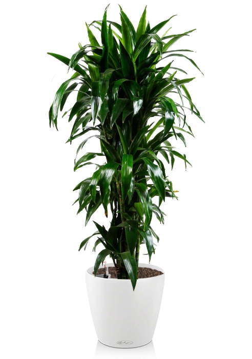 Драцена Джанет Крейг бранч в CLASSICO COLOR 35 Белый