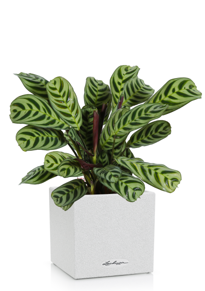 Ктенанта в CANTO STONE 14