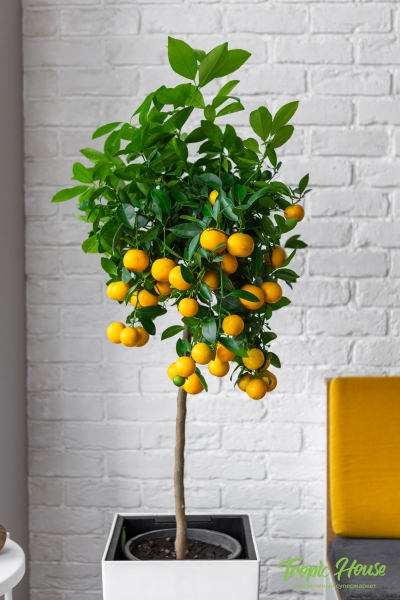 Каламондин в CUBICO COLOR 30