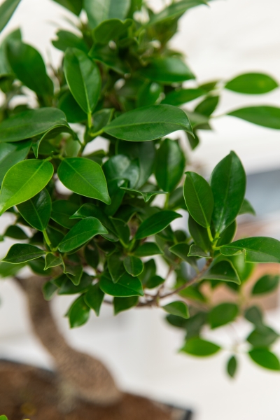 Бонсай микс в керамике 15/25 см