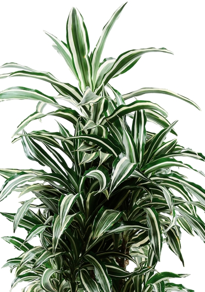 Драцена Варнески бранч 27/130 см в CUBICO 40 Драцена Варнески бранч 27/130 см в CUBICO 40