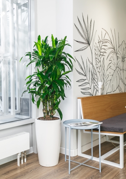 Драцена Джанет Крейг бранч в RONDO 32