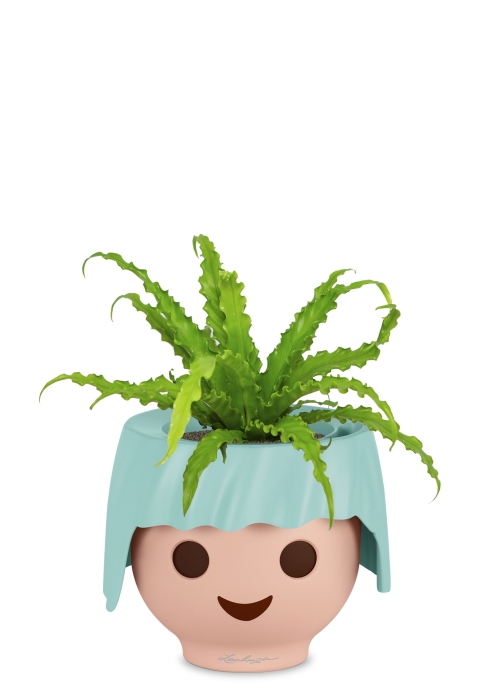 Асплениум Антикум Осака в OJO, голубой