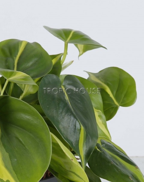 Филодендрон Бразил 12/20 см в OJO