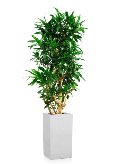 Драцена Песнь Ямайке CANTO STONE HIGH 40/200 см Песочный белый