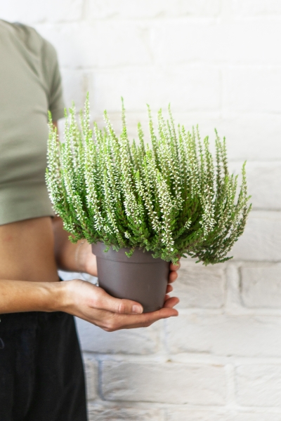 Вереск (Эрика) белый 12/30 см